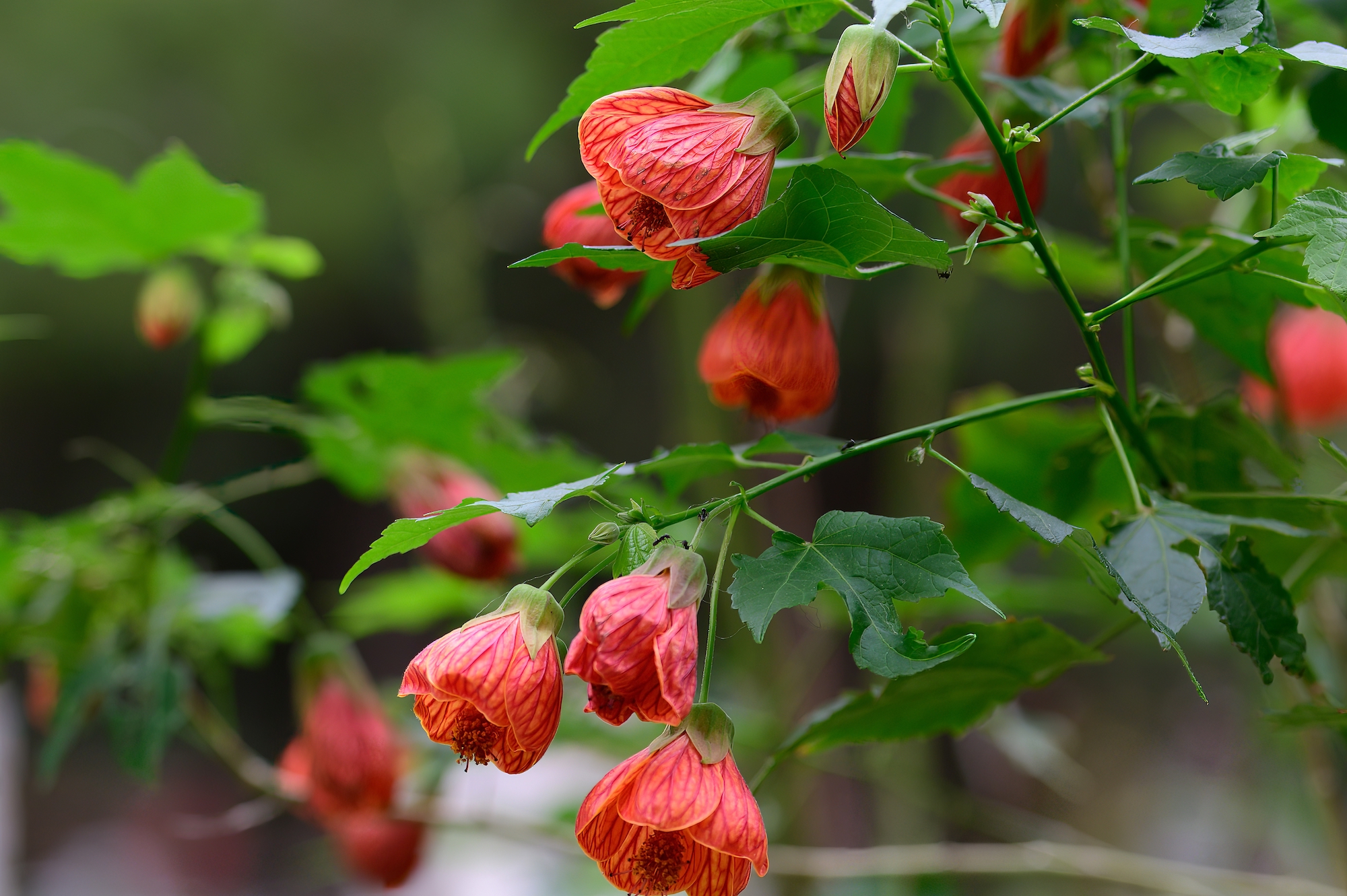 Lantern flowers